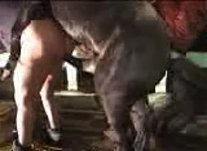 Video :Big horse dick wrecking a gay beastiality lover's butthole